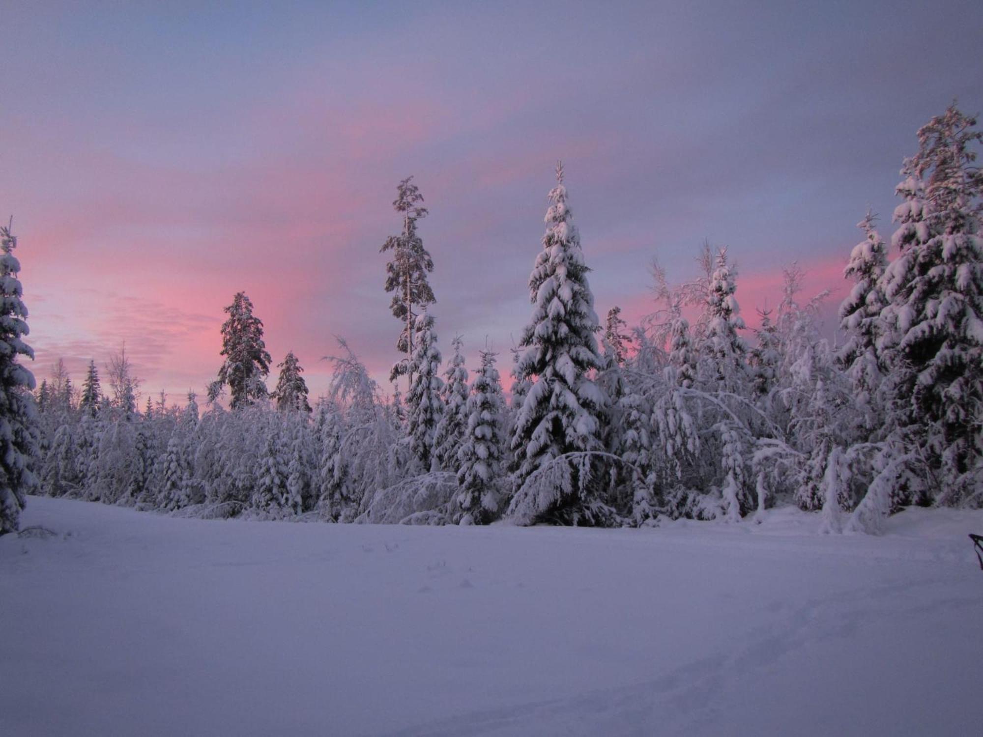 Skog Aurora Igloos Kalix Exterior foto