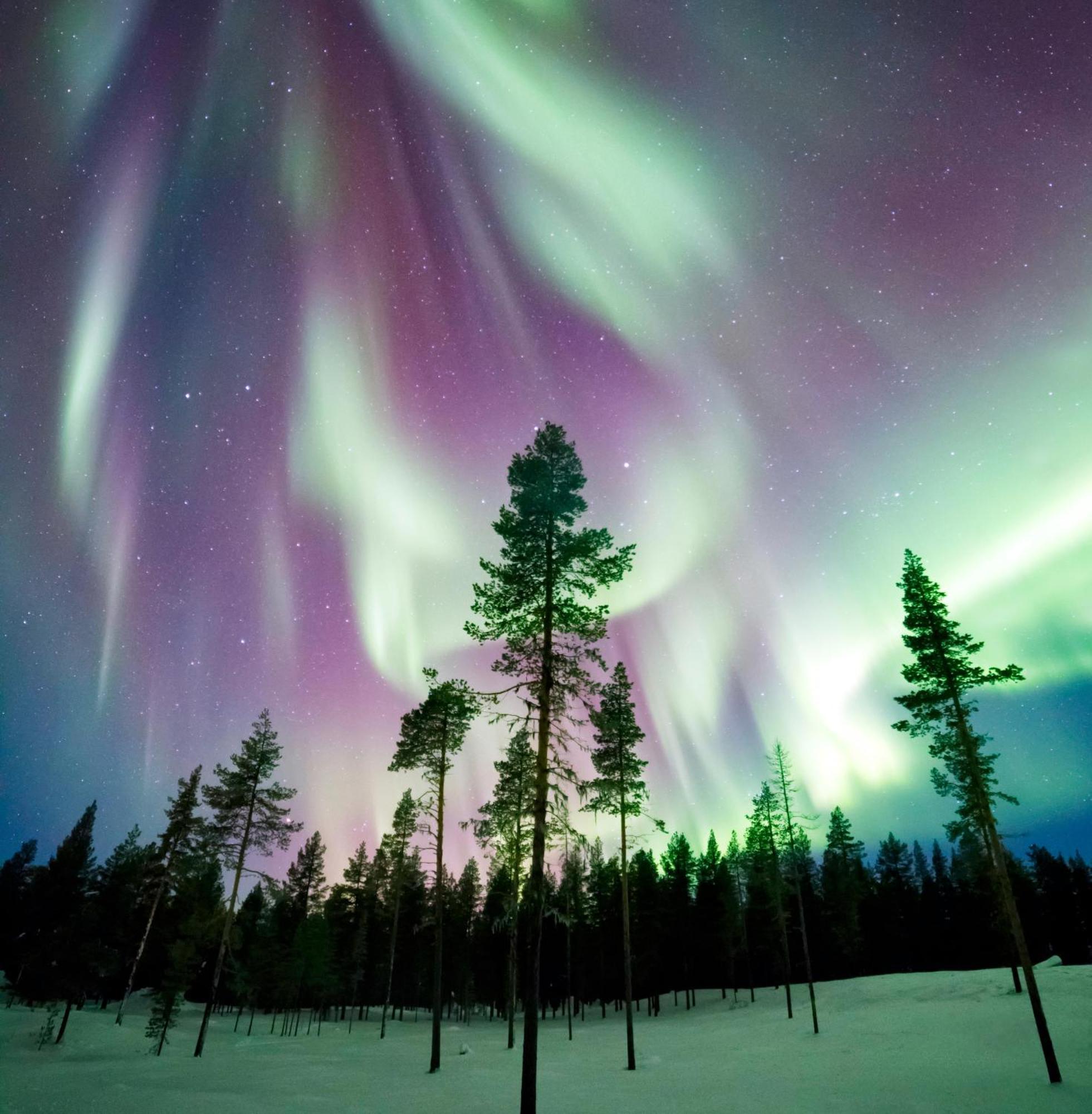 Skog Aurora Igloos Kalix Exterior foto