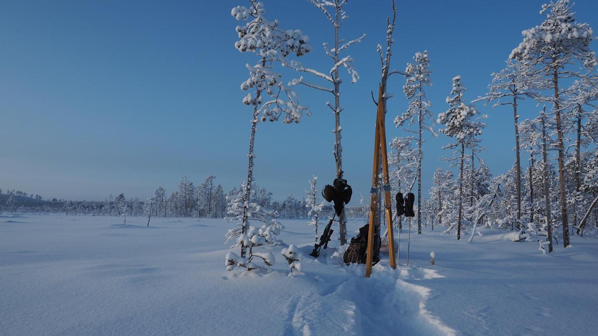 Skog Aurora Igloos Kalix Exterior foto